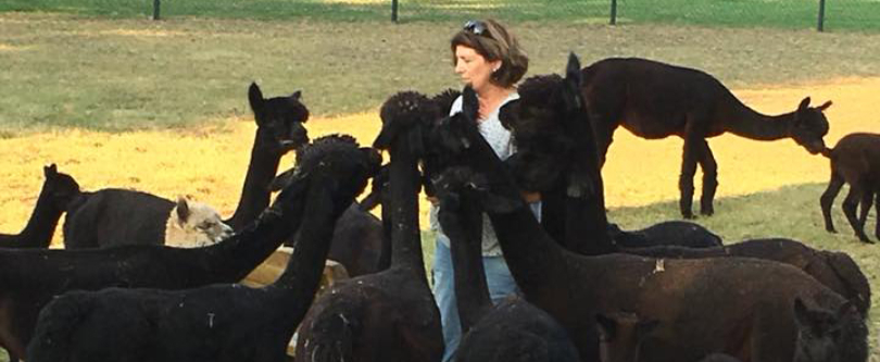 Anja and alpacas cropped